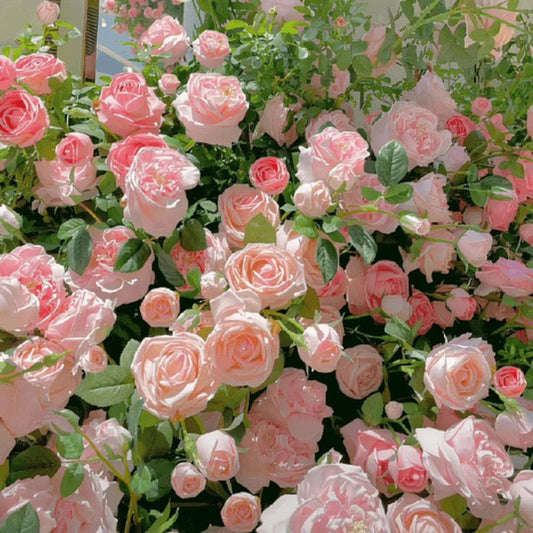 Elegant Climbing Rose Flower Seeds