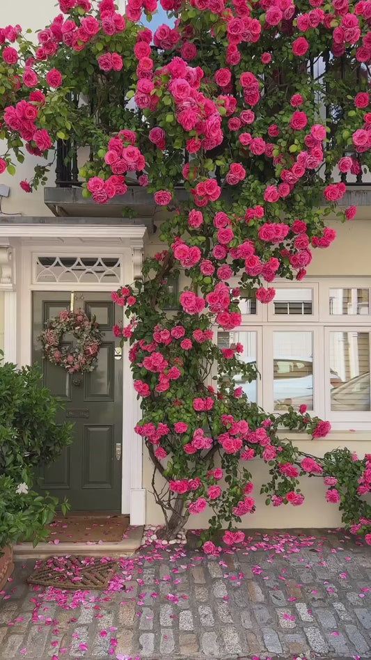 Elegant Climbing Rose Flower Seeds