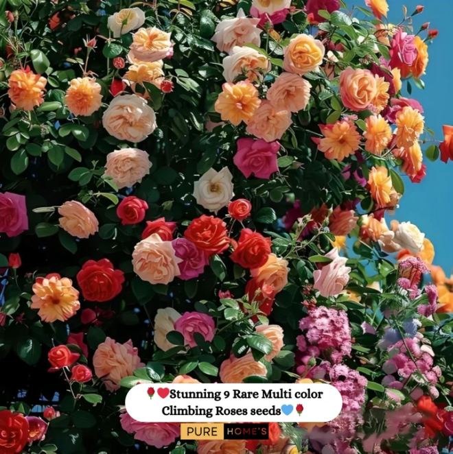 Elegant Climbing Rose Flower Seeds